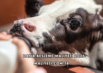 Dana Besleme Maliyeti 2026