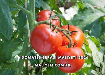 Domates Serası Maliyeti 2026