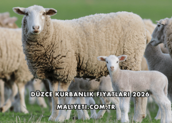 Düzce Kurbanlık Fiyatları 2026