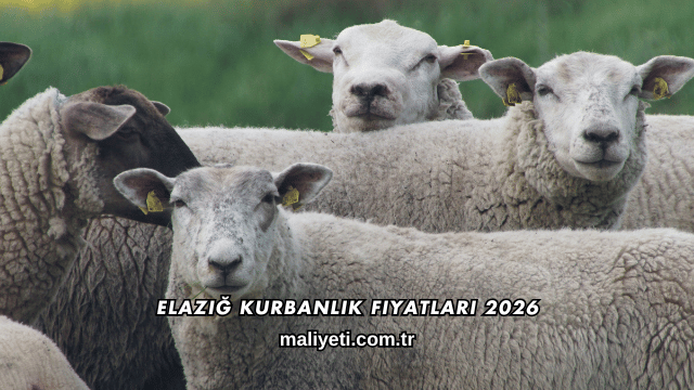 Elazığ Kurbanlık Fiyatları 2026