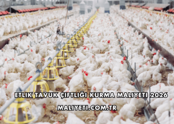 Etlik Tavuk Çiftliği Kurma Maliyeti 2026
