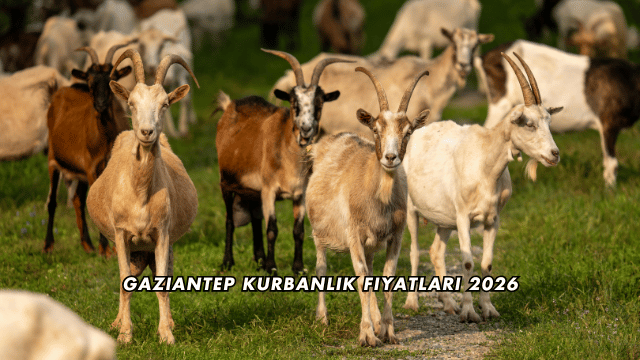 Gaziantep Kurbanlık Fiyatları 2026