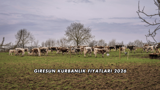 Giresun Kurbanlık Fiyatları 2026