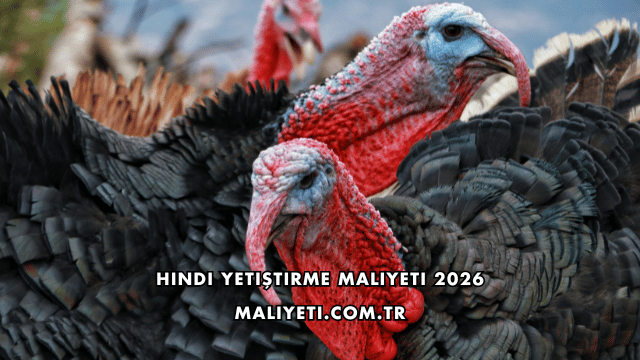 Hindi Yetiştirme Maliyeti 2026