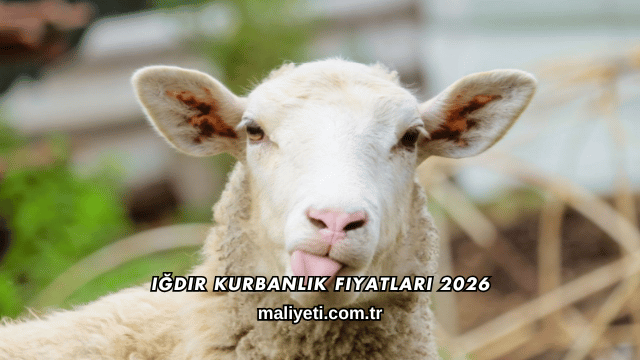 Iğdır Kurbanlık Fiyatları 2026