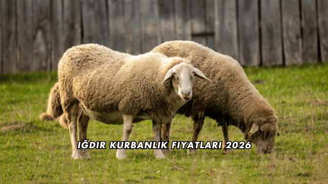 Iğdır Kurbanlık Fiyatları 2026