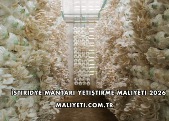 İstiridye Mantarı Yetiştirme Maliyeti 2026