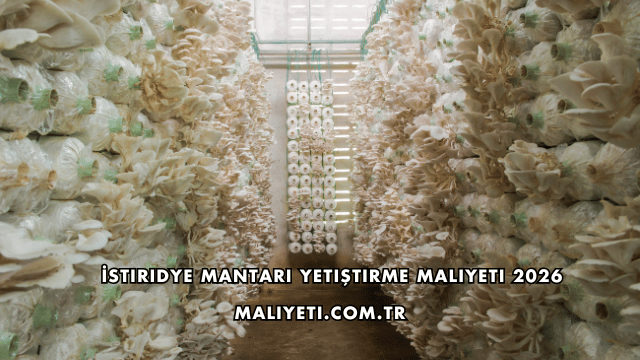 İstiridye Mantarı Yetiştirme Maliyeti 2026