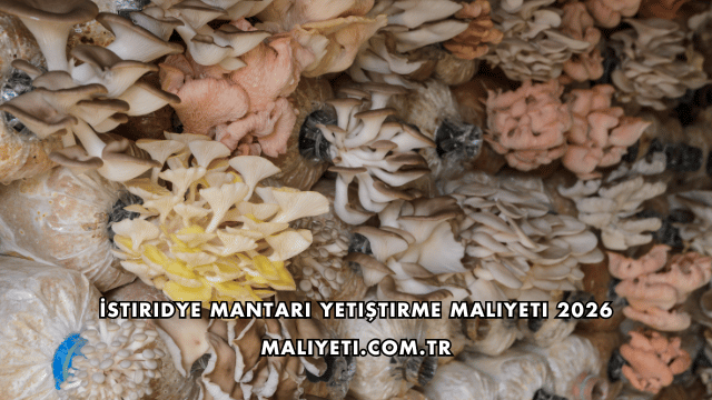 İstiridye Mantarı Yetiştirme Maliyeti 2026