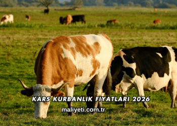 Kars Kurbanlık Fiyatları 2026