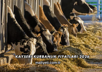 Kayseri Kurbanlık Fiyatları 2026