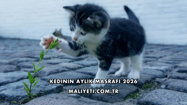 Kedinin Aylık Masrafı 2026