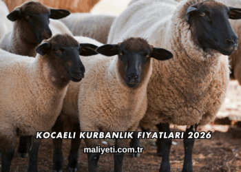 Kocaeli Kurbanlık Fiyatları 2026