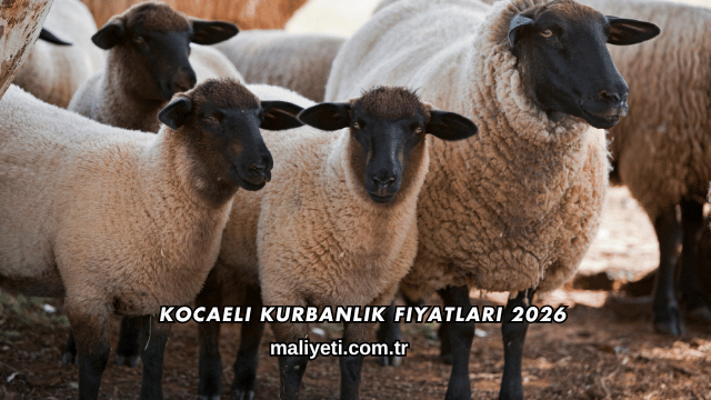 Kocaeli Kurbanlık Fiyatları 2026