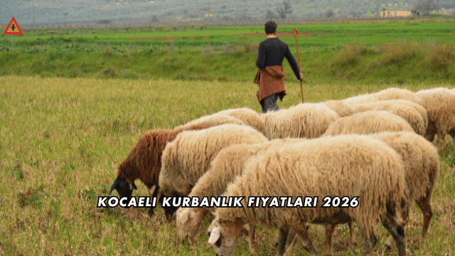 Kocaeli Kurbanlık Fiyatları 2026