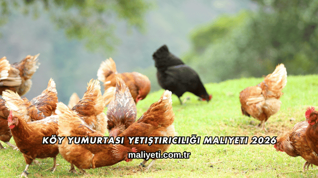 Köy Yumurtası Yetiştiriciliği Maliyeti 2026