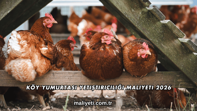 Köy Yumurtası Yetiştiriciliği Maliyeti 2026