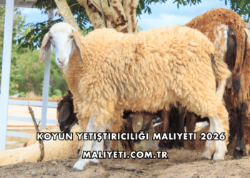 Koyun Yetiştiriciliği Maliyeti 2026