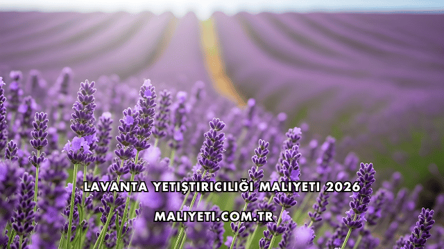 Lavanta Yetiştiriciliği Maliyeti 2026
