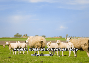 Manisa Kurbanlık Fiyatları 2026
