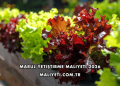 Marul Yetiştirme Maliyeti 2026