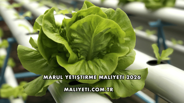 Marul Yetiştirme Maliyeti 2026