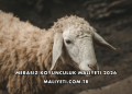 Merasız Koyunculuk Maliyeti 2026