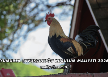 Yumurta Tavukçuluğu Kurulum Maliyeti 2026