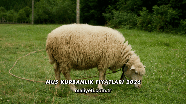 Muş Kurbanlık Fiyatları 2026