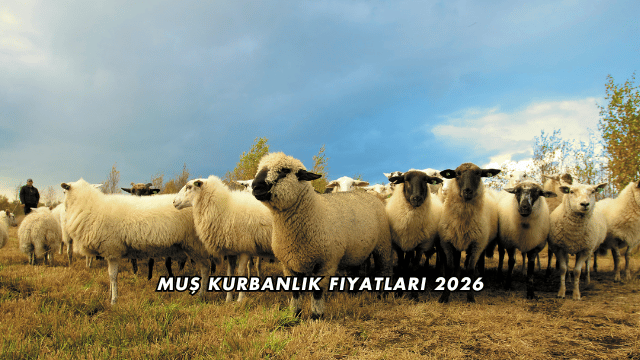 Muş Kurbanlık Fiyatları 2026