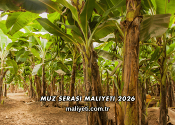 Muz Serası Maliyeti 2026