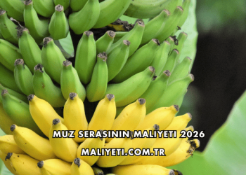 Muz Serasının Maliyeti 2026