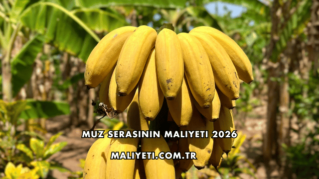 Muz Serasının Maliyeti 2026