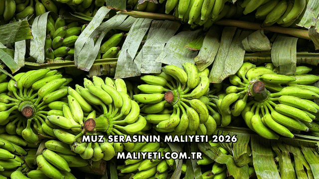 Muz Serasının Maliyeti 2026