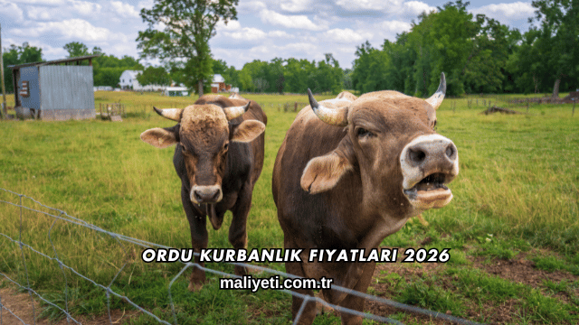 Ordu Kurbanlık Fiyatları 2026