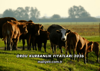 Ordu Kurbanlık Fiyatları 2026