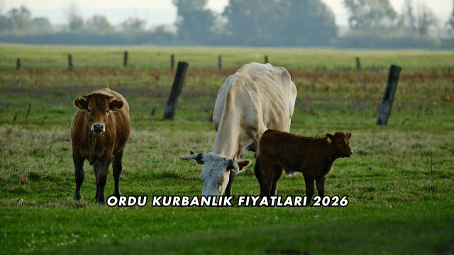 Ordu Kurbanlık Fiyatları 2026