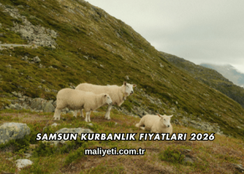 Samsun Kurbanlık Fiyatları 2026