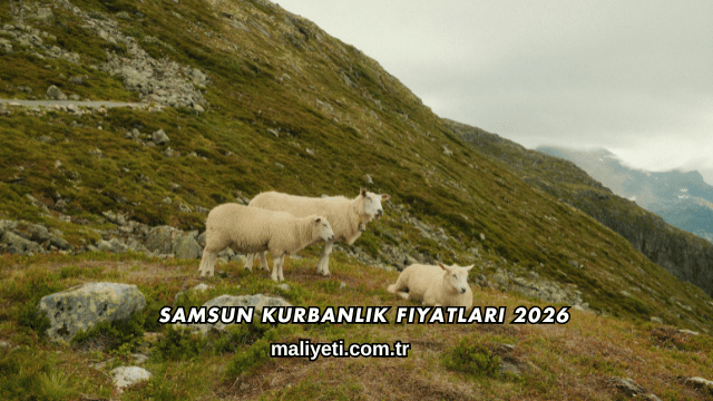Samsun Kurbanlık Fiyatları 2026
