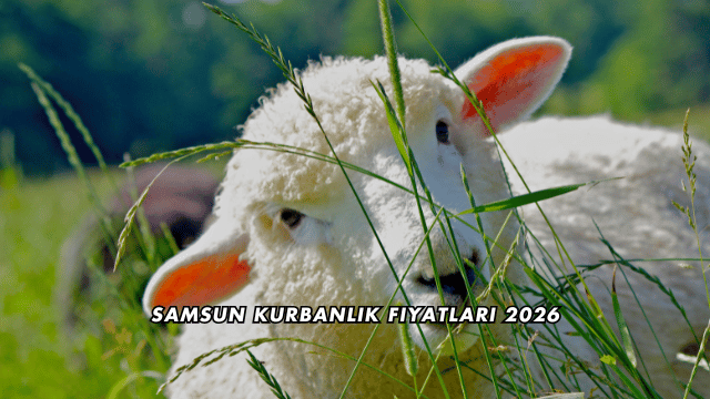 Samsun Kurbanlık Fiyatları 2026