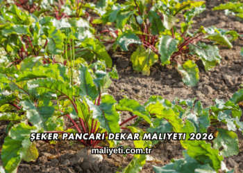 Şeker Pancarı Dekar Maliyeti 2026
