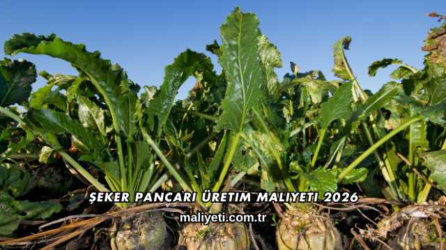Şeker Pancarı Üretim Maliyeti 2026