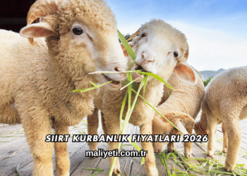 Siirt Kurbanlık Fiyatları 2026