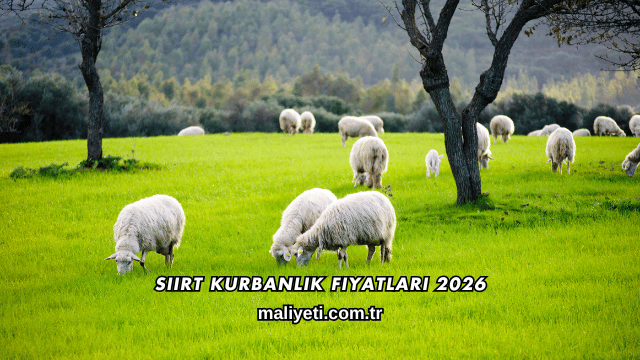 Siirt Kurbanlık Fiyatları 2026