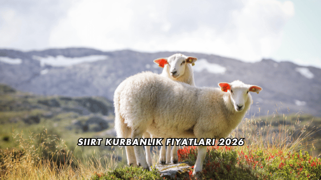 Siirt Kurbanlık Fiyatları 2026