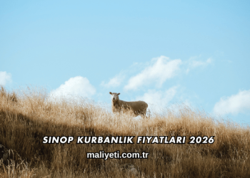 Sinop Kurbanlık Fiyatları 2026