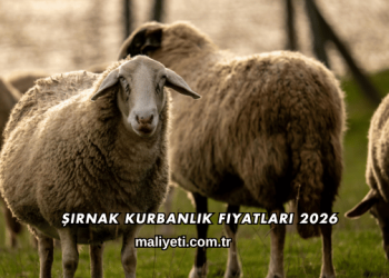 Şırnak Kurbanlık Fiyatları 2026