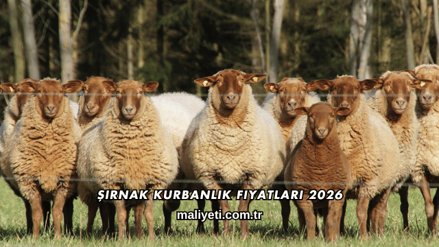 Şırnak Kurbanlık Fiyatları 2026