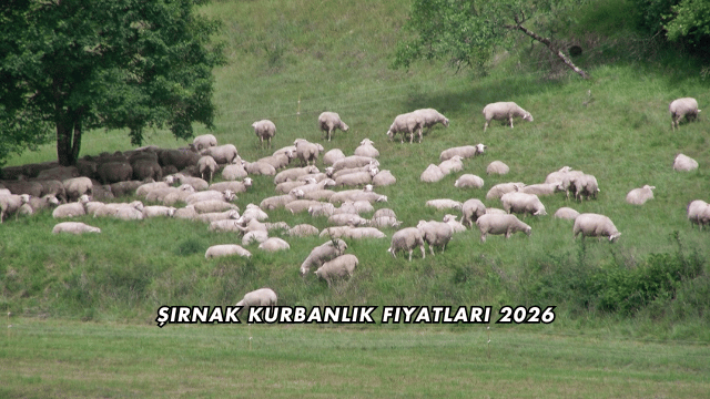 Şırnak Kurbanlık Fiyatları 2026