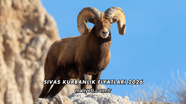 Sivas Kurbanlık Fiyatları 2026